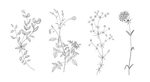 Set of vector hand drawn floral elements. Decoration elements for design Illustrazione stock