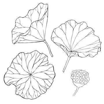 Set of vector hand drawn lotus flowers and buds, huge leaves, black line art Stock Illustration