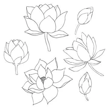 Set of vector hand drawn lotus flowers and buds, huge leaves, black line art Stock Illustration
