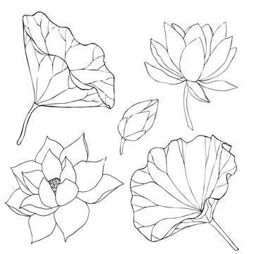 Set of vector hand drawn lotus flowers and buds, huge leaves, black line art Stock Illustration