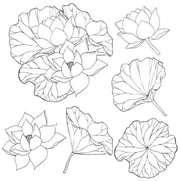 Set of vector hand drawn lotus flowers and buds, huge leaves, black line art Stock Illustration