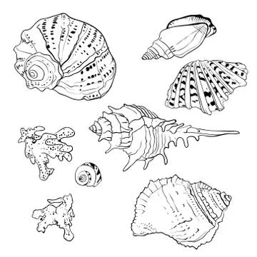 Set of vector hand drawn seashells Stock Illustration