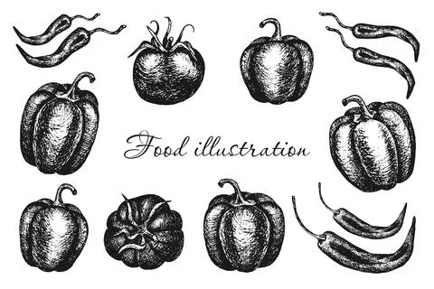 Set of vector hand drawn vegetables: tomatoes, sweet and hot peppers, food Stock Illustration