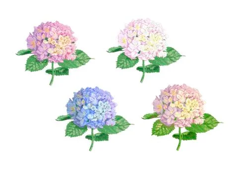 Set of vector highly detailed realistic illustration of hydrangea flowers Stock Illustration
