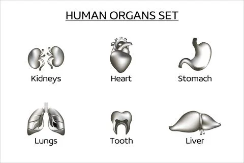 Set of vector human organs. Black and white collection of 3d vector icons. Иллюстрация