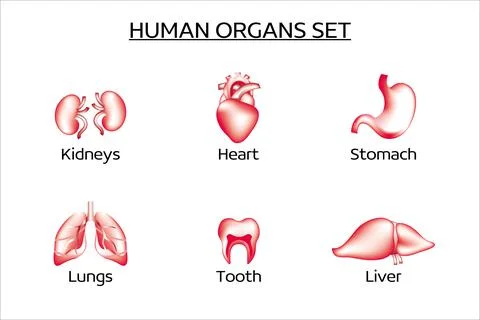 Set of vector human organs. Collection of 3d vector icons. Stock Illustration