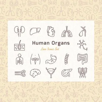 Set of vector icons of internal human organs in a linear style isolated. Stock Illustration