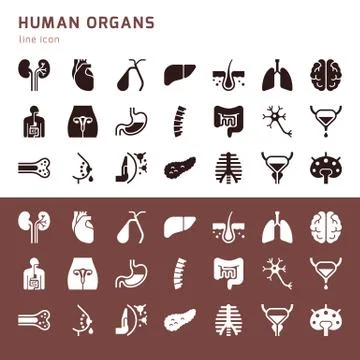 Set of vector icons of internal human organs in a glyph style isolated. Stock Illustration