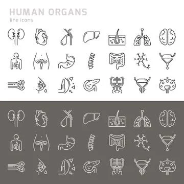Set of vector icons of internal human organs in a glyph style isolated. Stock Illustration