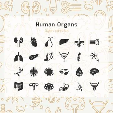 Set of vector icons of internal human organs in a linear style isolated. Stock Illustration