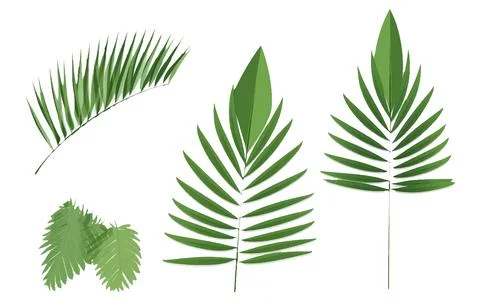 Set vector illustraion of tropical leaves isolated on white background Stock Illustration