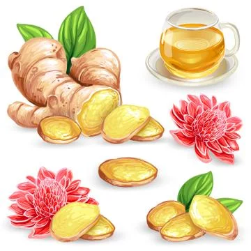 Set vector illustration of a fresh ginger root, sliced, flower and ginger tea. Stock-Illustration