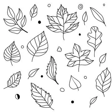 Set of vector illustration of leaves of maple, oak, birch in black colors Stock Illustration