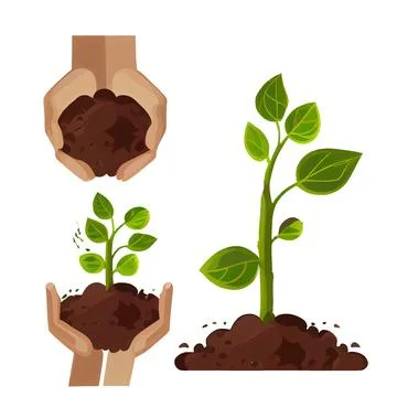 Set vector illustration of plant growing on soil in hands isolate Stock Illustration
