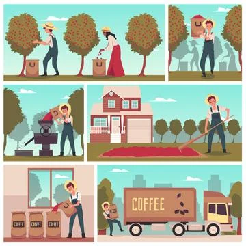 Set of vector illustration of process and manufacturing stages coffee production Stock Illustration