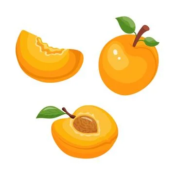 Set of vector illustrations of apricots whole apricots, halves of apricots Stock Illustration