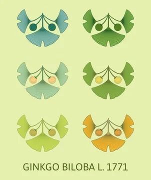 Set of vector illustrations of ginkgo biloba leaf and fruit using the sacred  Illustrazione stock