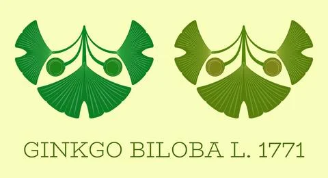 Set of vector illustrations of ginkgo biloba leaf and fruit using the sacred  Illustrazione stock