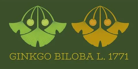Set of vector illustrations of ginkgo biloba leaf and fruit using the sacred  Stock Illustration