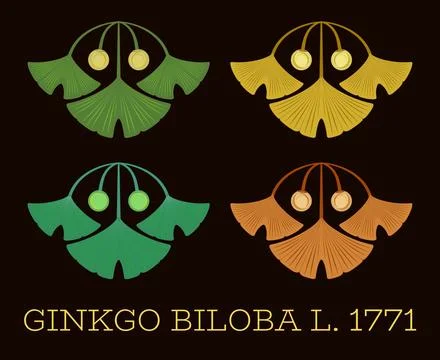 Set of vector illustrations of ginkgo biloba leaf and fruit using the sacred  Illustrazione stock