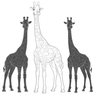 Set of vector illustrations with giraffes. Isolated objects. Stock Illustration