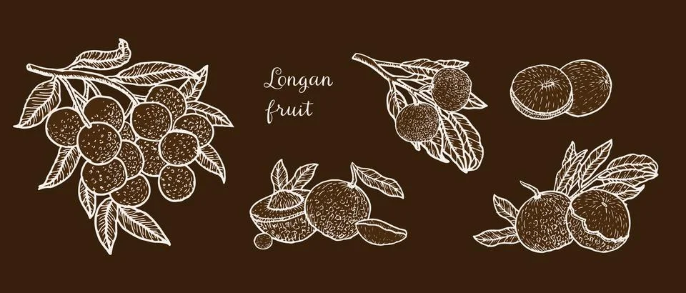 Set of vector illustrations of longan fruit in white outline sketch. Tropical Stock Illustration