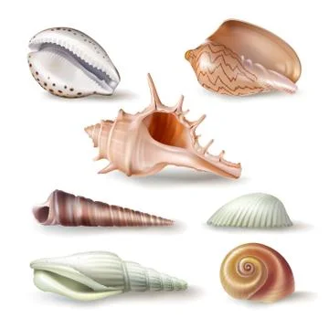 Set of vector illustrations seashells of various kinds in realistic style Stock Illustration