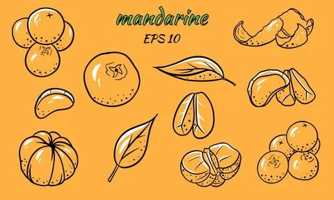 Set of vector illustrations of tangerines. Stock Illustration