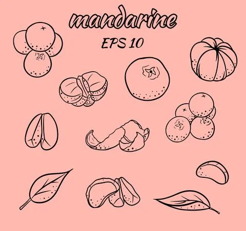 Set of vector illustrations of tangerines. Stock Illustration