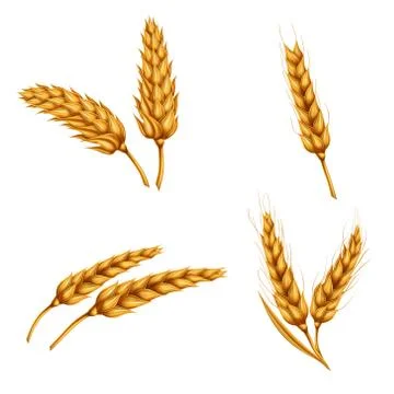 Set of vector illustrations of wheat spikelets, grains, sheaves of wheat Stock-Illustration
