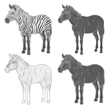 Set of vector illustrations with zebra. Isolated objects. Stock Illustration
