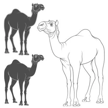 Set of vector image of a camel. Isolated objects on a white. Stock Illustration