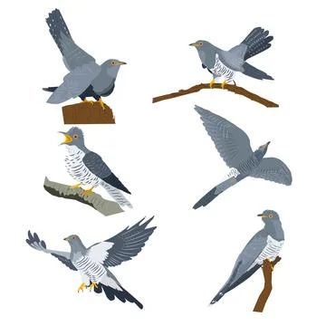 Set of vector images of cuckoos in different poses Stock Illustration
