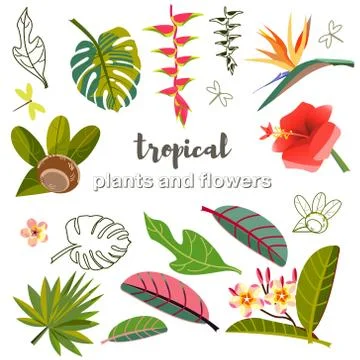 Set vector images of leaves, flowers and fruits. stylization of Tropical plants Stock Illustration