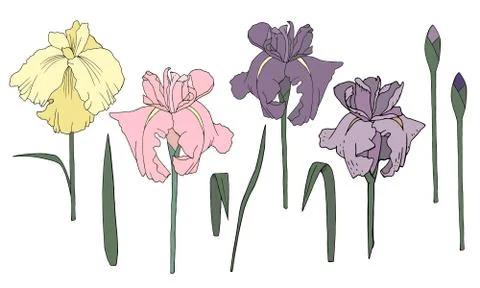 Set of vector irises delicate and refined flowers Stock Illustration