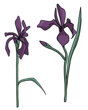 Set of vector irises delicate and refined flowers Stock Illustration