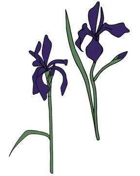 Set of vector irises delicate flowers Stock Illustration