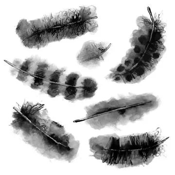 Set of Vector Monochrome Hand Painted Birds Feathers Stock Illustration