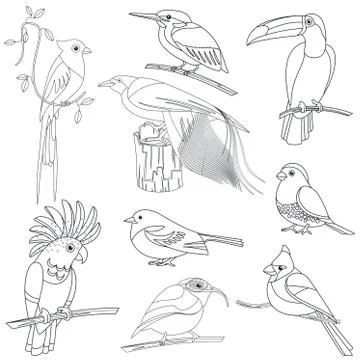 Set of vector outline line stroke tropical exotic birds set. Illustrazione stock