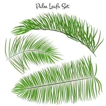 Set of vector palm leaves on a white background. tropical leaf collection 스톡 일러스트