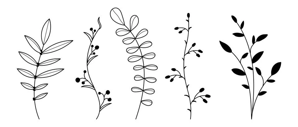 Set of vector plants and herbs. Hand drawn floral elements. Silhouettes of .. Stock Illustration