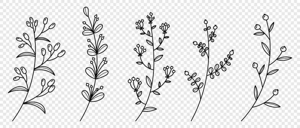 Set of vector plants and herbs. Hand drawn floral elements. Silhouettes of .. 스톡 일러스트