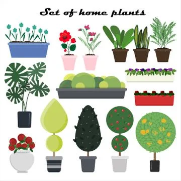 Set of vector plants in pots for home. Flat illustration of different types of Stock Illustration