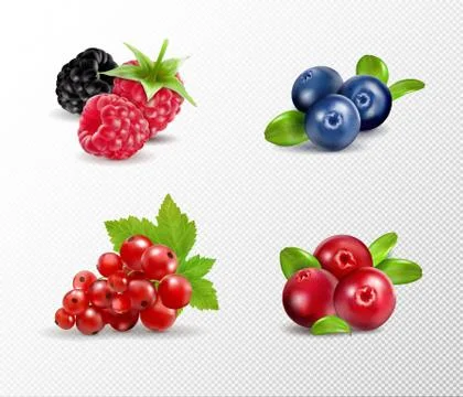 Set of vector realistic berries isolated on transparent background. Raspberry Stock Illustration