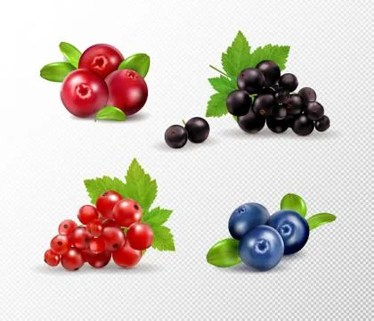 Set of vector realistic berries isolated on transparent background. Raspberry Stock Illustration