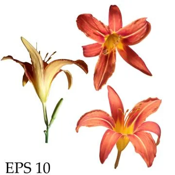 Set of vector realistic lily flowers isolated on white background. Illustration