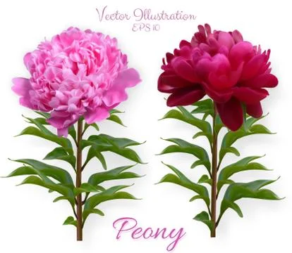 Set of vector realistic peony branches isolated on white background. Flowers Stock Illustration