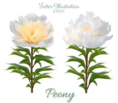 Set of vector realistic peony branches isolated on white background. Flowers  Stock Illustration