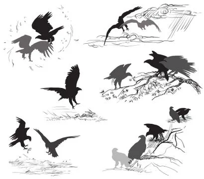 Set of vector scenes of eagle life 스톡 일러스트