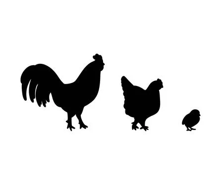 Set of vector silhouettes of chickens - hens, roosters and baby chicks Stock Illustration